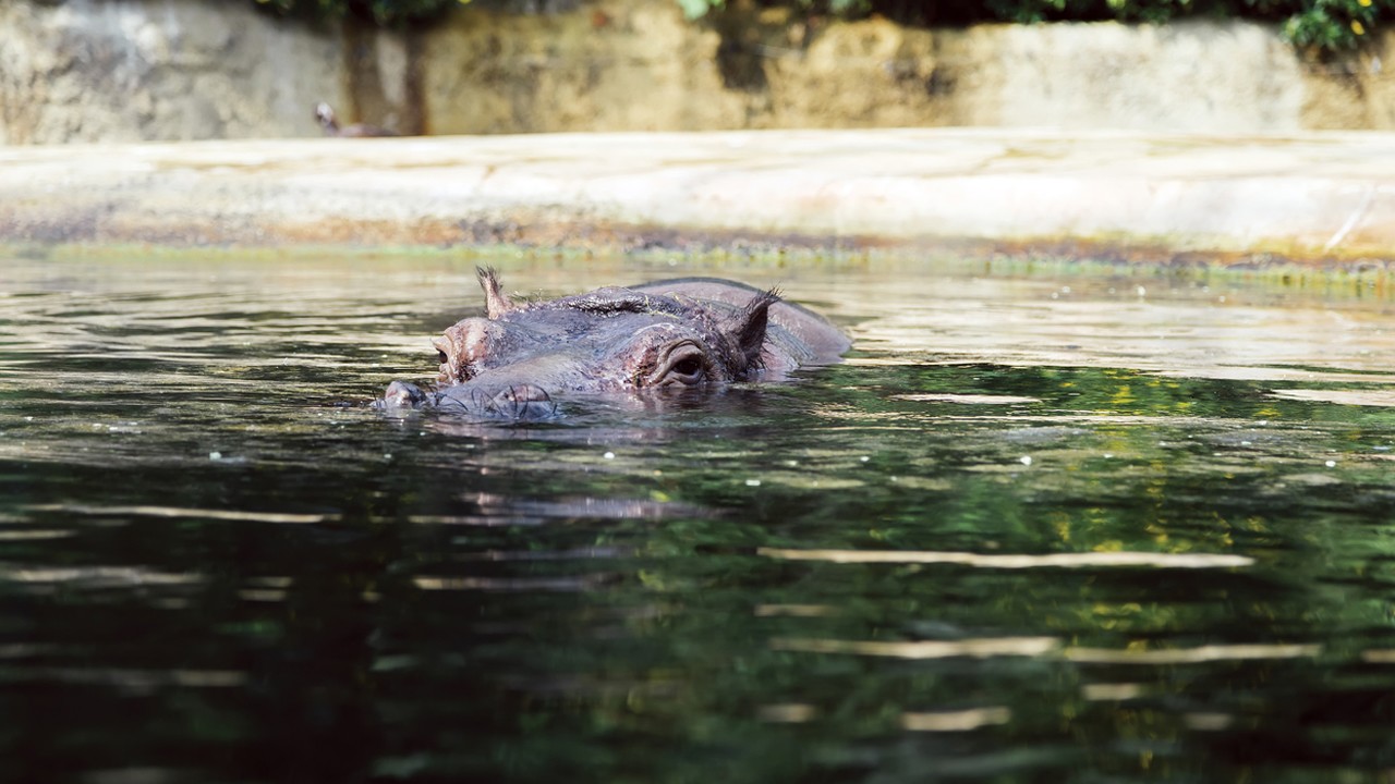 Should We Close Our Zoos? - Airs 4:00 PM 19 Feb 2018 on SBS ONE - ClickView