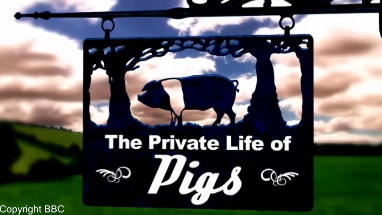 The Private Life of Pigs - Airs 8:00 PM 7 Sep 2019 on BBC FOUR - ClickView